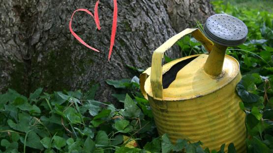 Gießkannenheld*innen gesucht