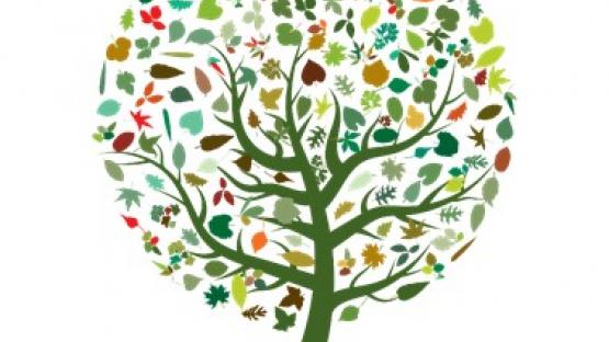 950 neue Bäume für Görlitz
