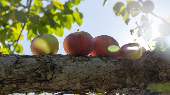 Pflanzaktion „3 Äpfel für Goldmarie“
