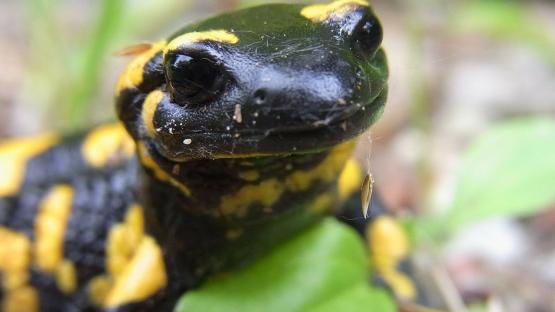 Mitmach-Kampagne für den Feuersalamander in der Sächsischen Schweiz
